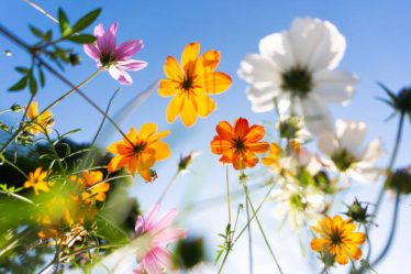 Un paysagiste conçoit, aménage et entretient les espaces extérieurs. En effet, il imagine des jardins harmonieux et fonctionnels.