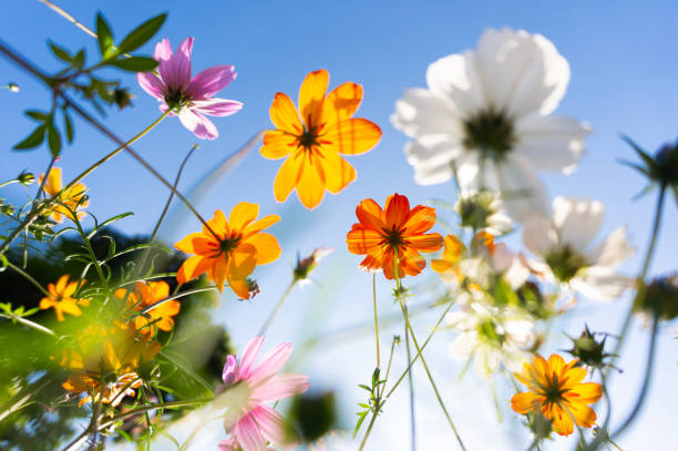 Un paysagiste conçoit, aménage et entretient les espaces extérieurs. En effet, il imagine des jardins harmonieux et fonctionnels.